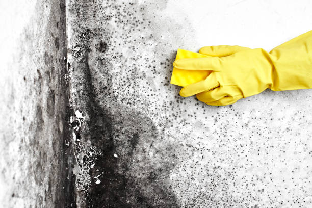 Best Fast Mold Removal  in Arkansas City, KS