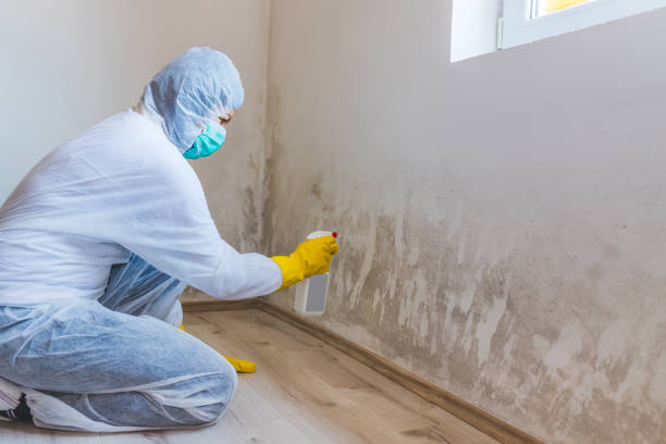 Certified Mold Removal in Arkansas City, KS