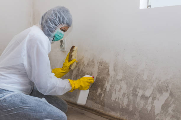Best Mold Damage Repair  in Arkansas City, KS
