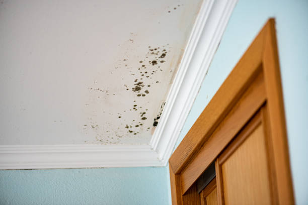 Best Mold Cleaning Services  in Arkansas City, KS