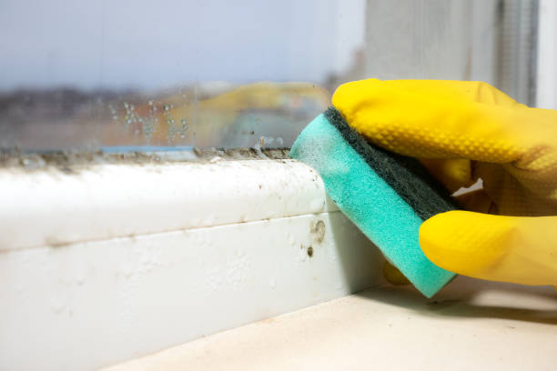 Best Affordable Mold Removal  in Arkansas City, KS