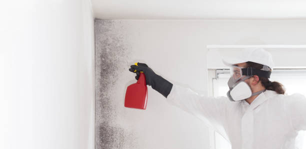 Best Attic Mold Removal  in Arkansas City, KS