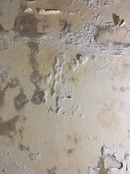 Attic Mold Removal in Arkansas City, KS
