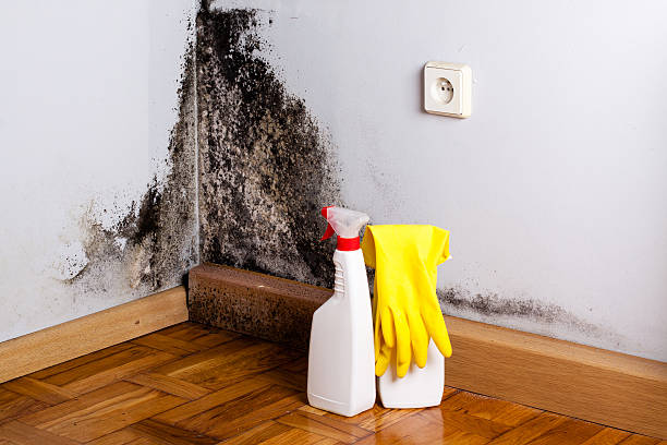 Best Attic Mold Removal  in Arkansas City, KS
