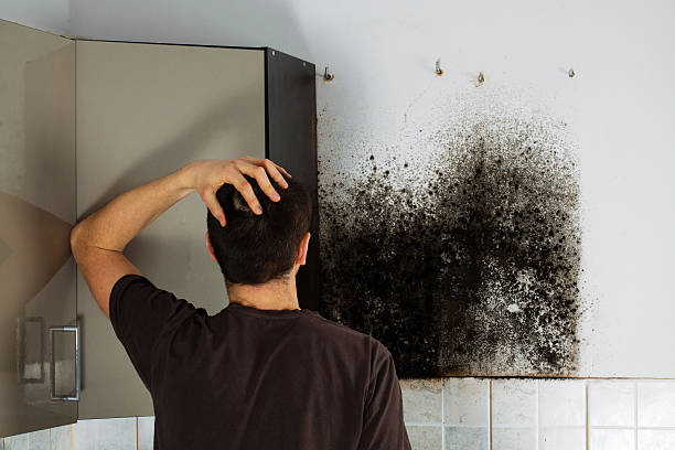Best Certified Mold Removal  in Arkansas City, KS